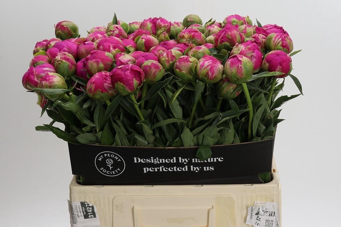 <h4>Paeonia Felix Crousse</h4>