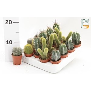 CACTUS GEM