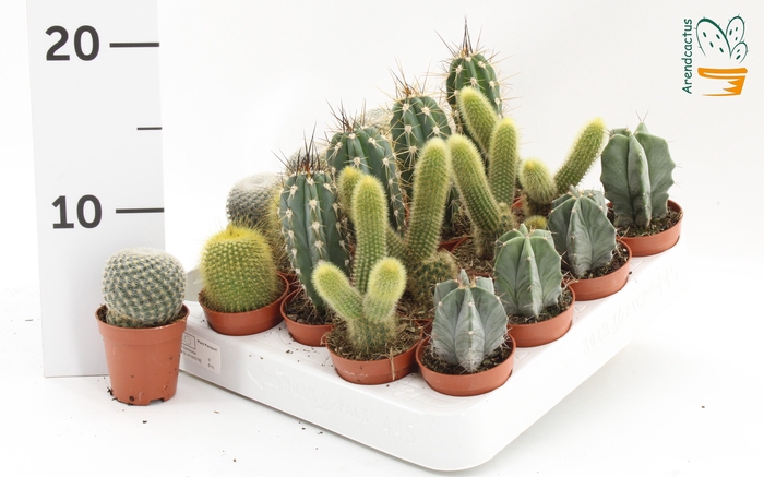 <h4>CACTUS GEM</h4>