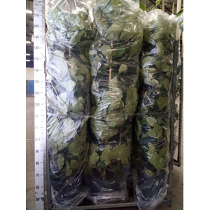 Tetrastigma voinierianum