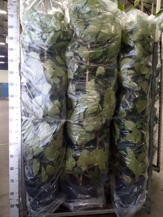 <h4>Tetrastigma voinierianum</h4>