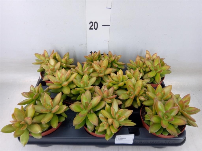 <h4>Sedum   ...</h4>