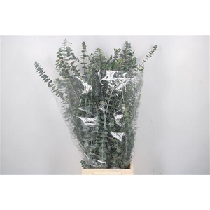 Euc Baby Blue Per Bunch 200 Gram