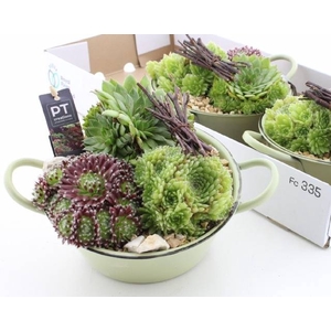 ARR SEMPERVIVUM