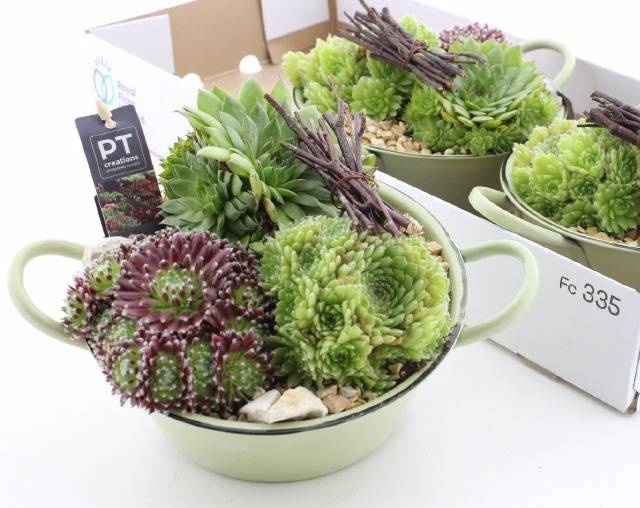 <h4>ARR SEMPERVIVUM</h4>