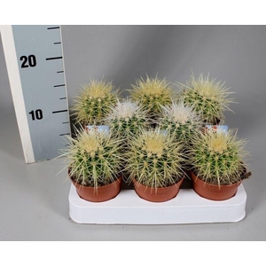 Echinocactus grusonii 8,5 cm met foto-etiket