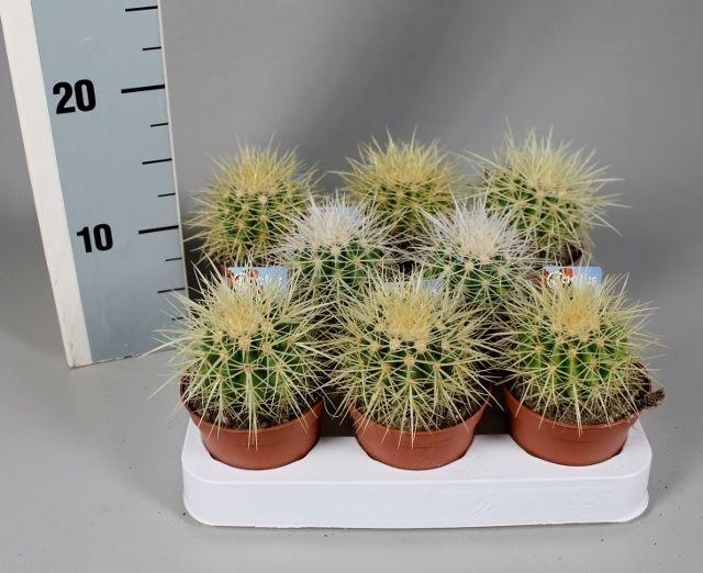 <h4>Echinocactus grusonii 8,5 cm met foto-etiket</h4>
