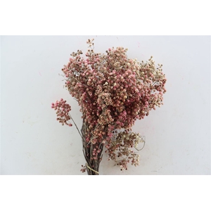 Schinus M Pink 200gr Natural