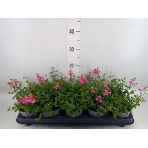 Diascia  'My Darling Berry'