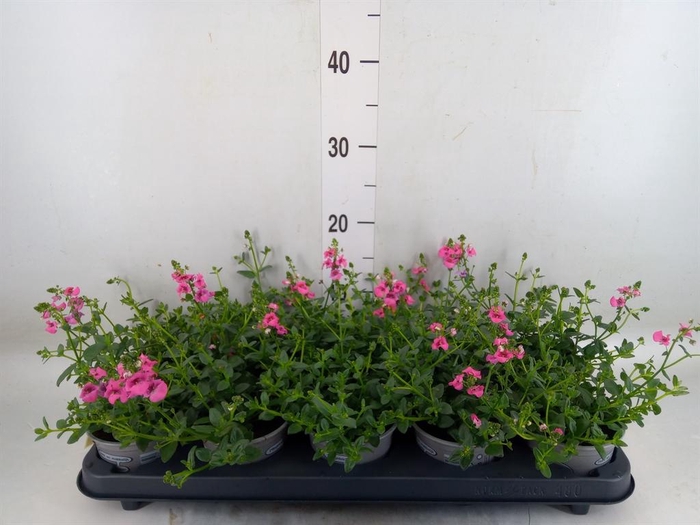 <h4>Diascia  'My Darling Berry'</h4>