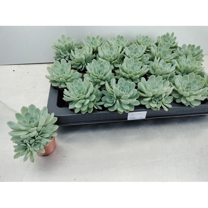 <h4>ECHEV ELEGANS</h4>