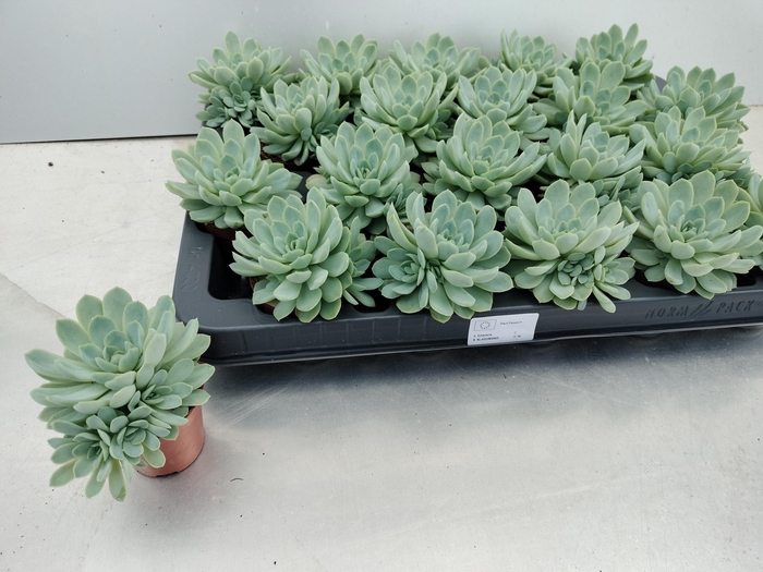 <h4>ECHEV ELEGANS</h4>