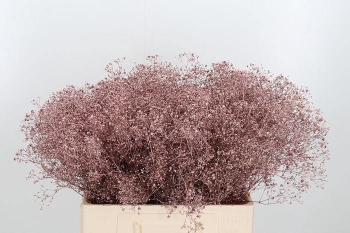 <h4>Gyps Kl Bh Rose Goud</h4>