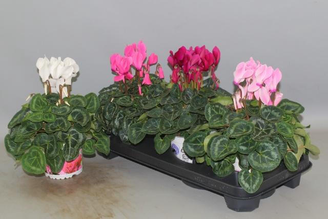 <h4>CYCL GR SUP XL</h4>