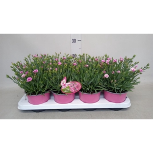Dianthus  'Pink Kisses'