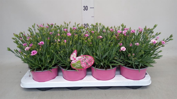<h4>Dianthus  'Pink Kisses'</h4>