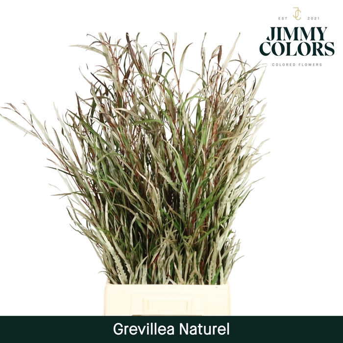 <h4>Grevillea (bunch) Naturel</h4>