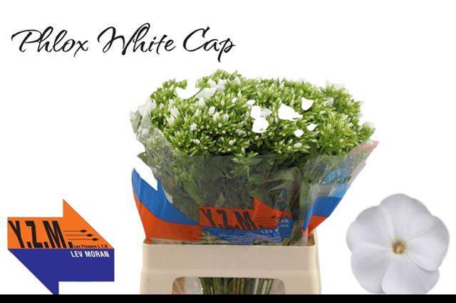 <h4>Phlox P Whitecap</h4>