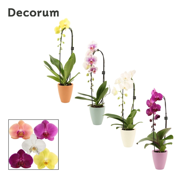 <h4>Phalaenopsis cascade 1 tak mix in Carly (Craft world-collection)</h4>
