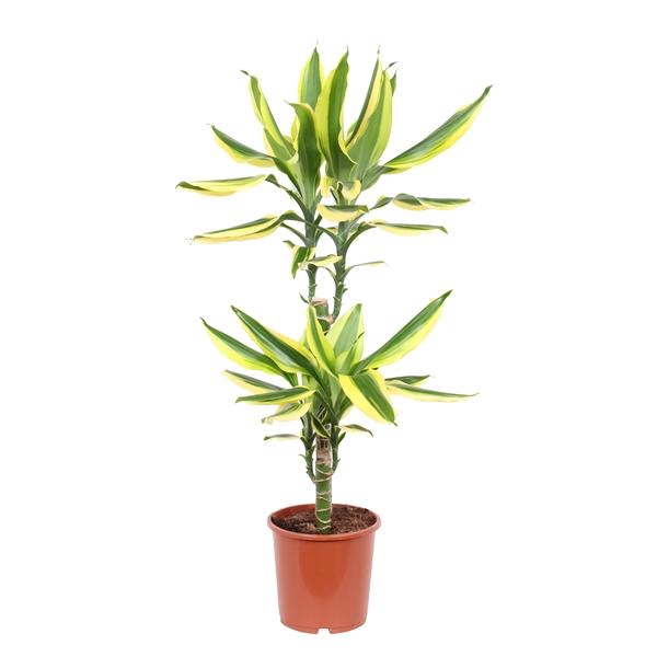 <h4>Dracaena fragrans Golden King</h4>