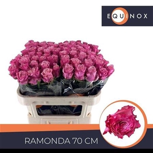 R Gr Ramonda