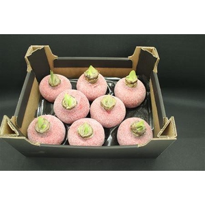 Amaryllis Kerst Rood Glitter