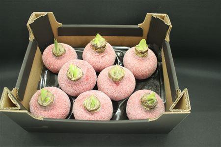 <h4>Amaryllis Bol Rood Glitter</h4>