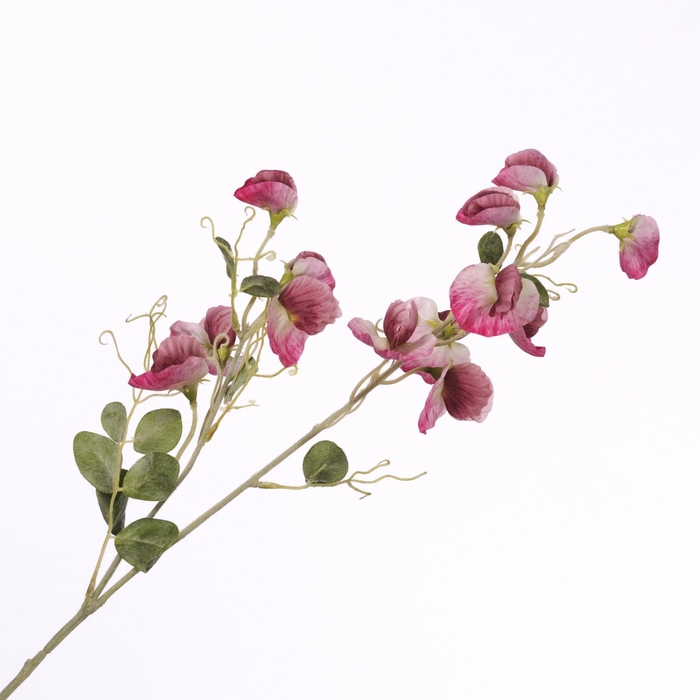 <h4>Lathyrus Spray Dark Pink FL440247DPK</h4>