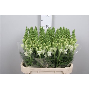Antirrhinum potomac ivory white