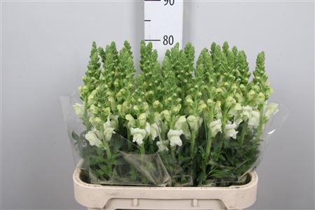<h4>Antirrhinum potomac ivory white</h4>
