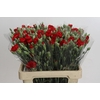 Dianthus Sp Pino