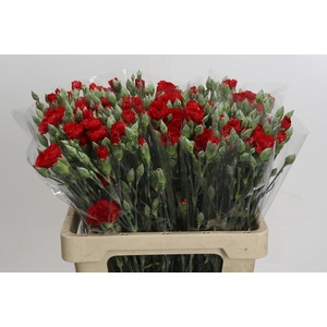 Dianthus Sp Pino