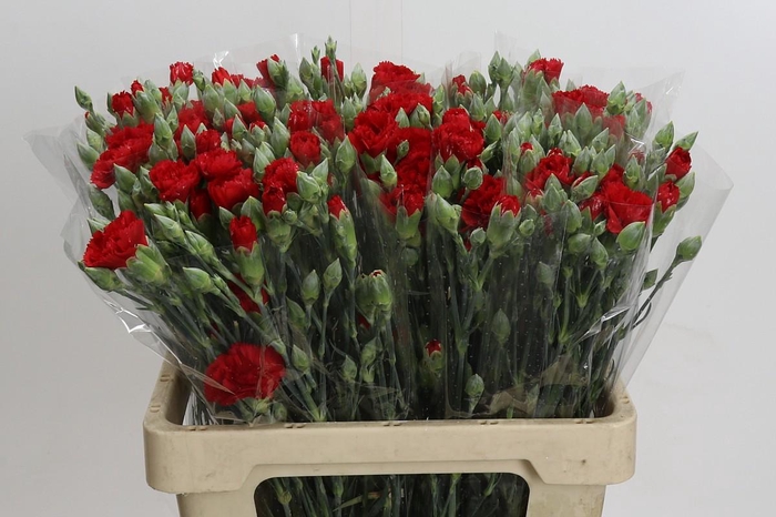 <h4>Dianthus Sp Pino</h4>