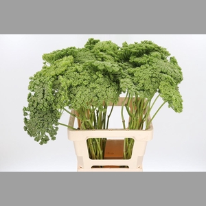 Ammi Majus Visnaga Zaad