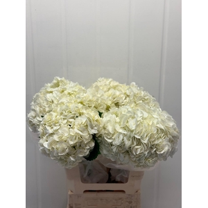 Hydr Super Select White 17-18cm CO