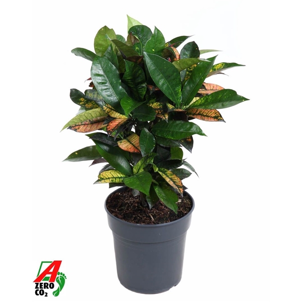 <h4>Codiaeum Mrs Iceton vertakt P21</h4>
