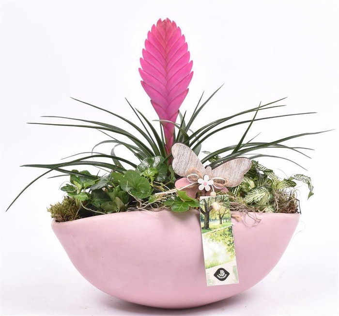 <h4>Keramiek kano roze 24x16cm</h4>