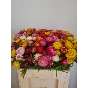 HELICHRYSUM OV