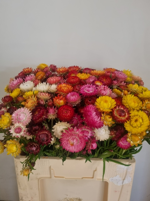 <h4>HELICHRYSUM OV</h4>