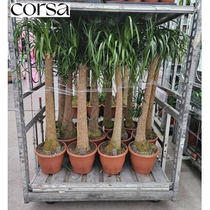 BEAUCARNEA RECUR