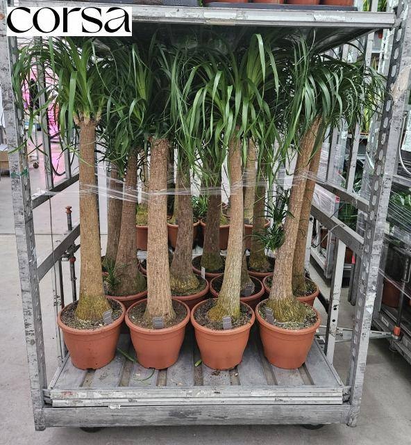 <h4>BEAUCARNEA RECUR</h4>