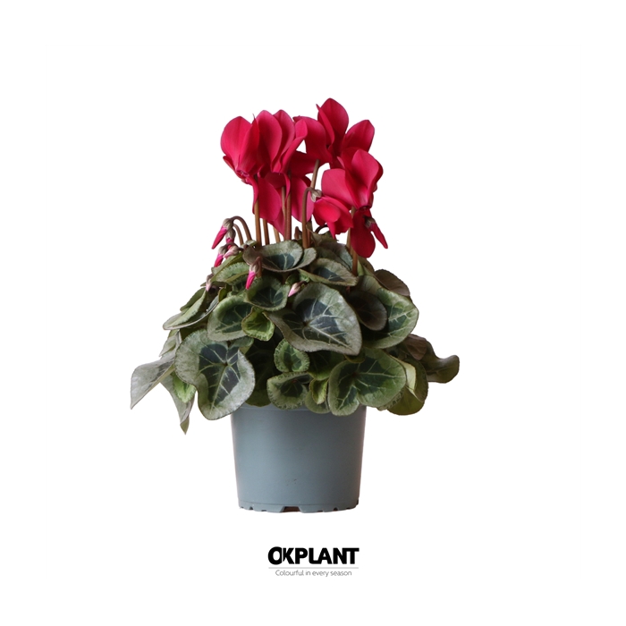 <h4>Cyclamen Rembrandt red</h4>