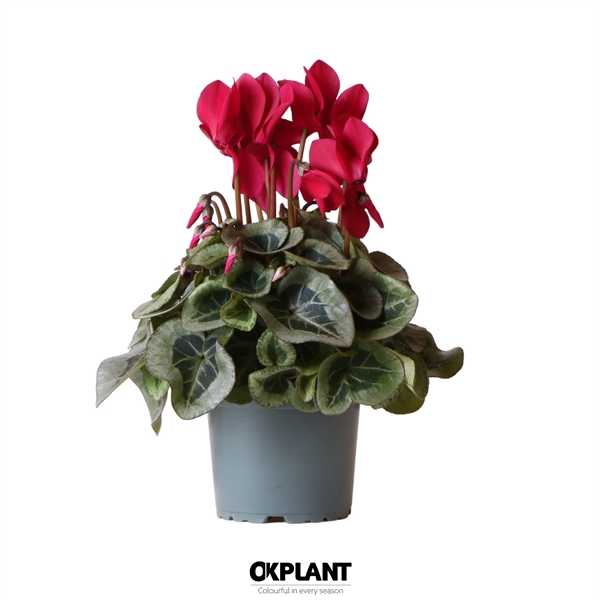 <h4>Cyclamen Rembrandt red</h4>