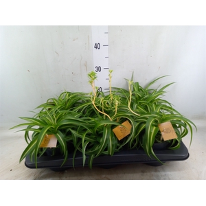 Chlorophytum com. 'Bonnie'