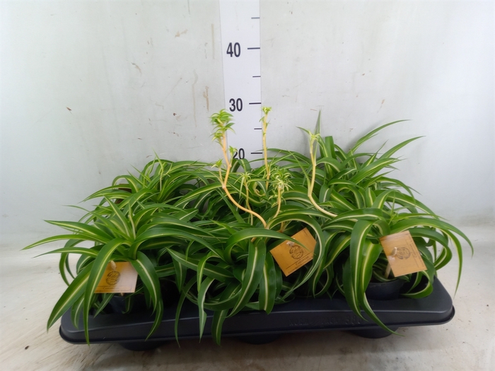 <h4>Chlorophytum com. 'Bonnie'</h4>