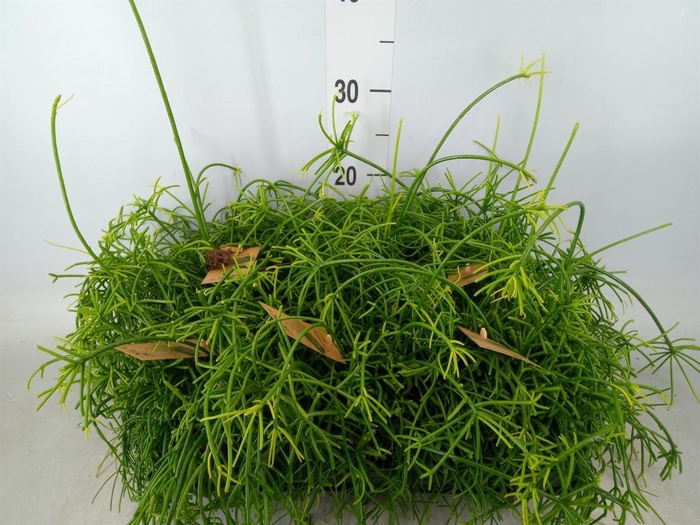 <h4>Rhipsalis baccifera 'Oasis'</h4>