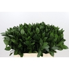 Ruscus aculeatus   ...groot blad