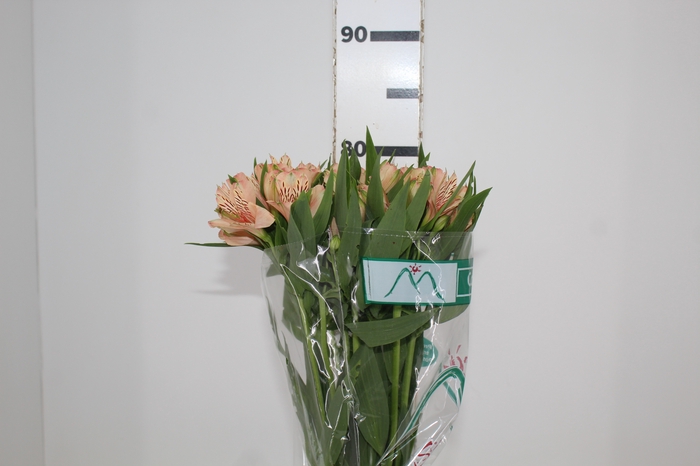 <h4>ALSTROEMERIA CANYON 080 CM</h4>