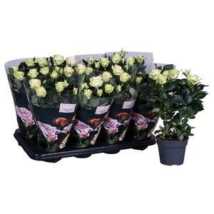Nolina Roses Ø 13 cm White
