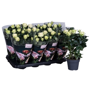 Nolina Roses Ø 13 cm White